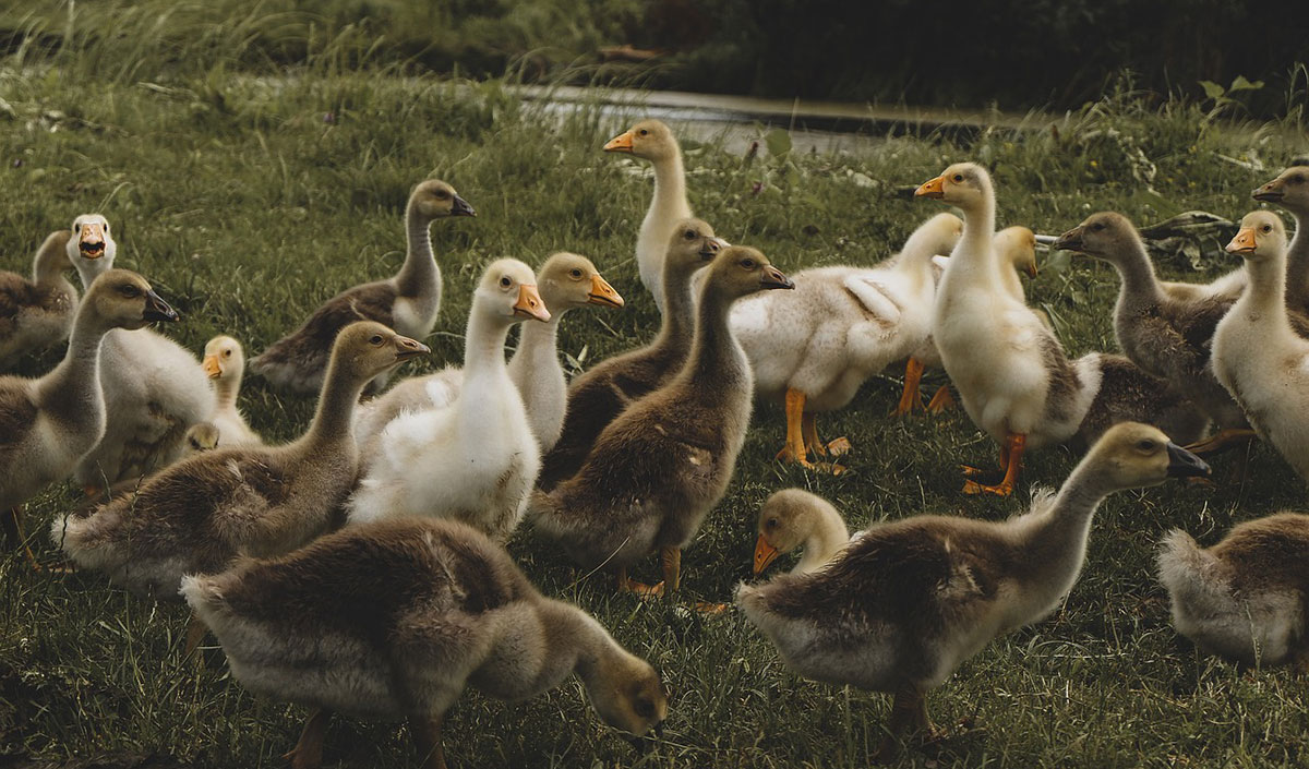 INLUENZAE AVIAIRE