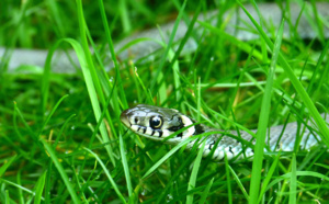 MORSURE DE SERPENT : QUE FAIRE (OU PAS) ?
