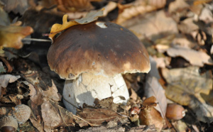 LES CHAMPIGNONS… LE RETOUR