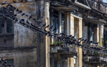 8 techniques pour éloigner les pigeons de vos balcons et terrasses