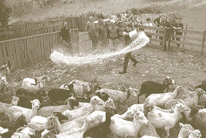 A cunfissione di a volpe A cunfissione di a volpe