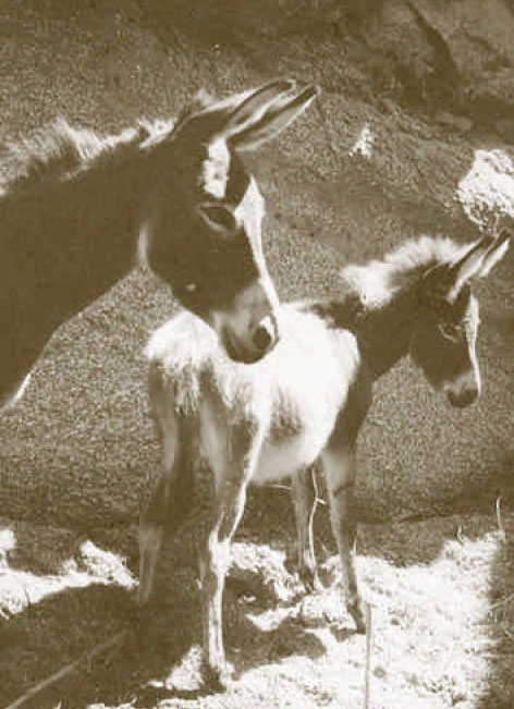 U pritacciu: U intarru di u sumere U pritacciu: U intarru di u sumere