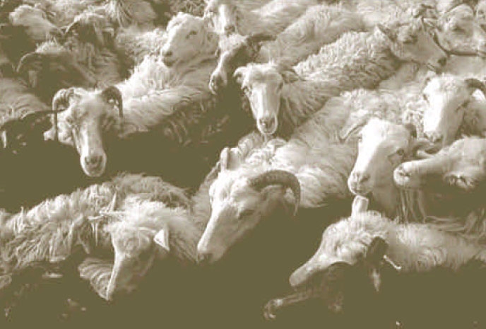 U pritacciu: L'agnellu di Diu U pritacciu: L'agnellu di Diu