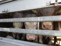 26 ONG lancent un manifeste pour inscrire la condition animale dans le débat politique 26 ONG lancent un manifeste pour inscrire la condition animale dans le débat politique