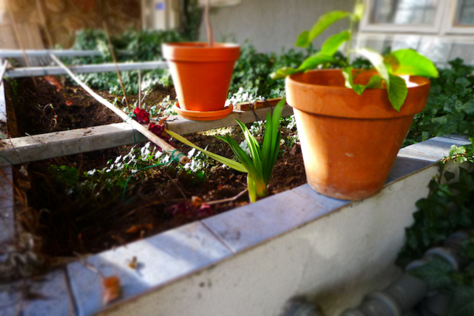 En Suède, la maison naturelle fait pousser fruits et légumes