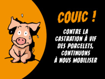 contre la castration des porcelets