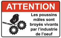 Des millions de poussins sont hachés vivants chaque jour pour produire des oeufs (vidéo Des millions de poussins sont hachés vivants chaque jour pour produire des oeufs (vidéo