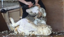 L'horreur de la tonte des moutons pour leur laine : une généralité ? (vidéo)