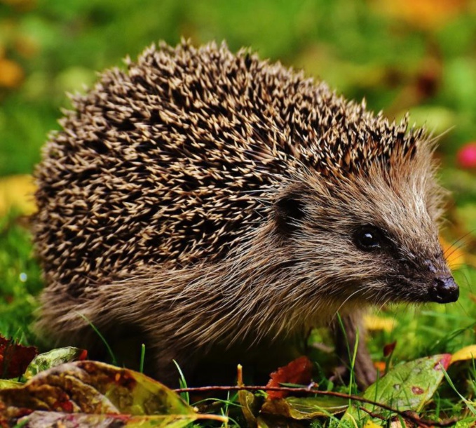 Essonne : Deux hommes arrêtés pour braconnage après avoir chassé des hérissons Essonne : Deux hommes arrêtés pour braconnage après avoir chassé des hérissons