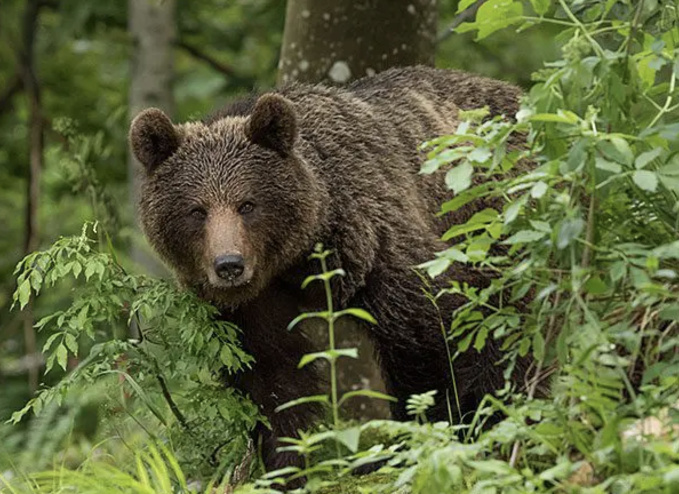 Les lois pour le bien-être animal se multiplient aux États-Unis
