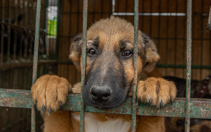 "3677": À QUOI SERT CE NOUVEAU NUMÉRO CONTRE LA MALTRAITANCE ANIMALE? "3677": À QUOI SERT CE NOUVEAU NUMÉRO CONTRE LA MALTRAITANCE ANIMALE?