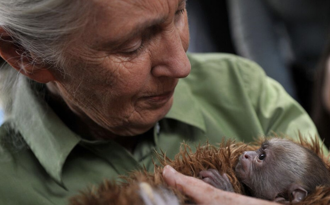 Jane Goodall, icône de la protection animale, est morte Jane Goodall, icône de la protection animale, est morte