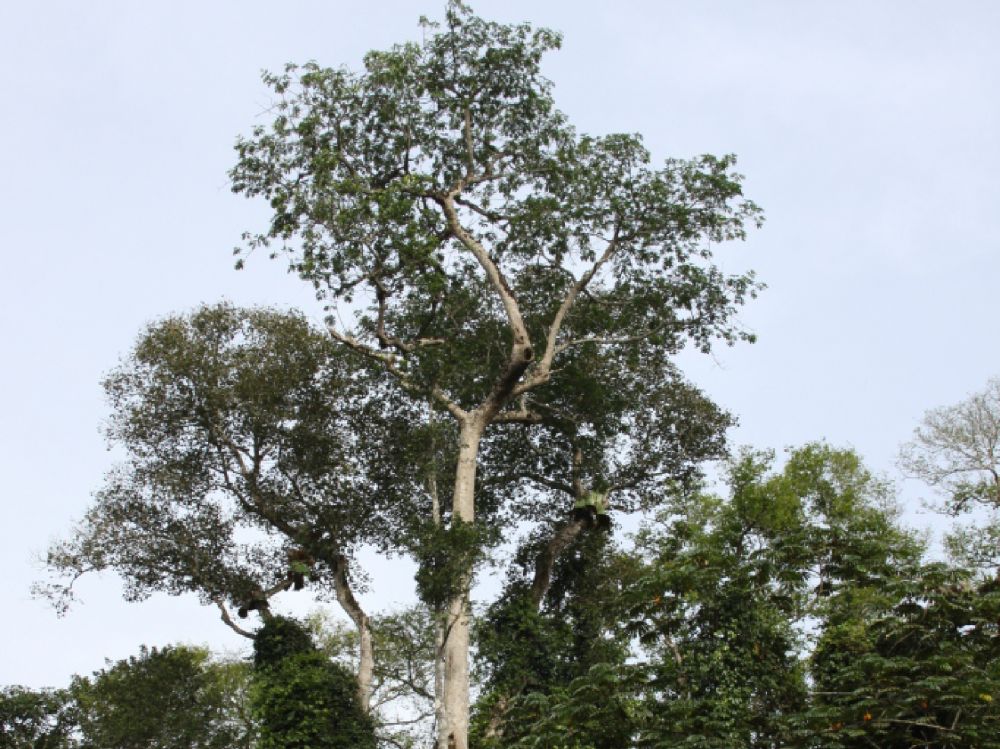 En Afrique, les hommes quittent la forêt et les arbres meurent