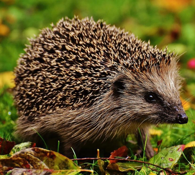 Essonne : Deux hommes arrêtés pour braconnage après avoir chassé des hérissons