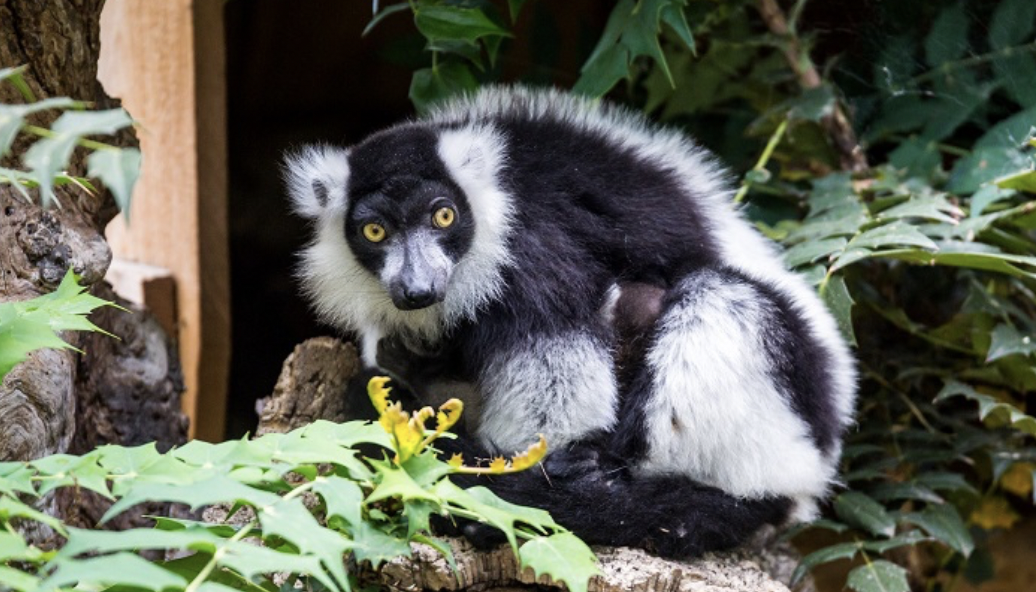 La parc animalier de Landiras a sauvé des animaux des incendies de Gironde