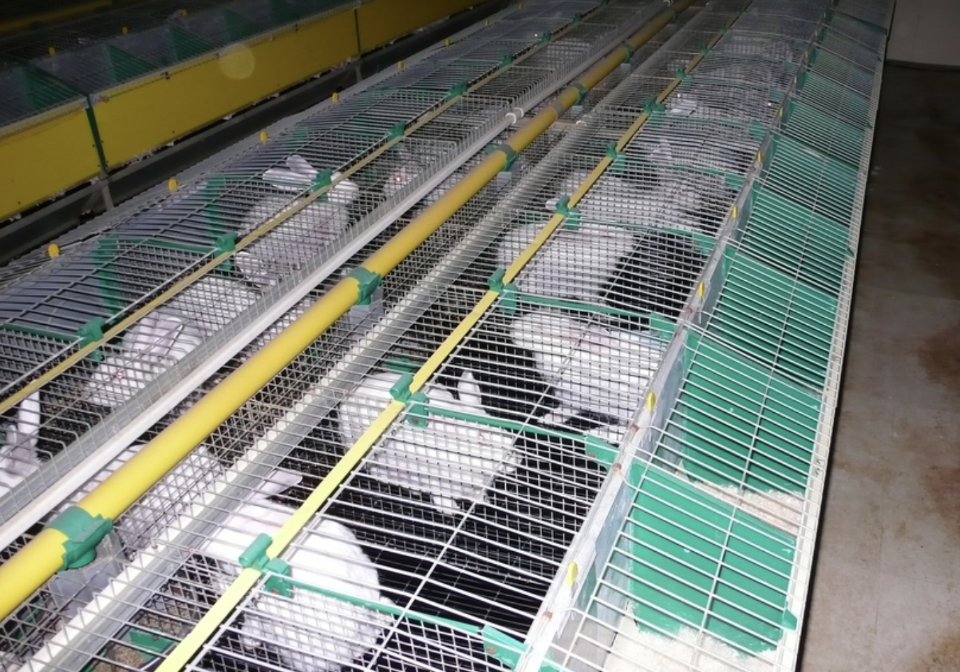 Noordpeene : un élevage intensif de lapins mis en cause pour maltraitance animale