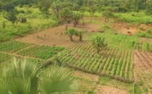 COP 22 : l’Afrique vise l’indépendance alimentaire grâce à sa paysannerie