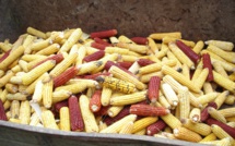 Pour se libérer des semenciers, des agriculteurs redécouvrent le maïs population