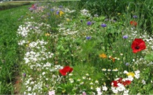 Les Petites Fermes Agro-écologiques : la Solution pour une Alimentation Durable ?