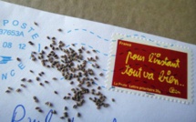 En troquant des graines sur le net, ils défient l'industrie des semences