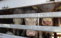 26 ONG lancent un manifeste pour inscrire la condition animale dans le débat politique