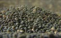 Biodiversité : une association échange les semences paysannes en Périgord