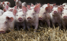 Exigez de votre député la vidéosurveillance dans les abattoirs !