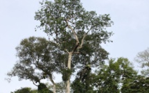 En Afrique, les hommes quittent la forêt et les arbres meurent