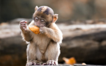 Si nos cerveaux se sont autant développés, c'est grâce aux fruits