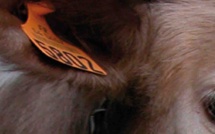 Actions pour l'abolition de la viande