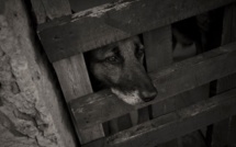 Comment signaler une maltraitance animale et quelles sont les sanctions ?