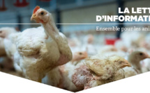 L’enfer vécu par les poulets Le Gaulois Un éleveur témoigne