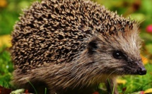 Essonne : Deux hommes arrêtés pour braconnage après avoir chassé des hérissons