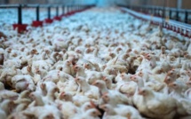 Nouvelle enquête L214 dans un élevage Le Gaulois