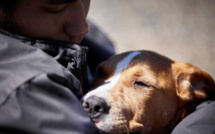 Nouveau numéro pour la protection animale : les associations azuréennes satisfaites, mais pas totalement convaincues