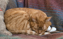 Chats torturés devant caméra : le commerce atroce des vidéos de torture animale