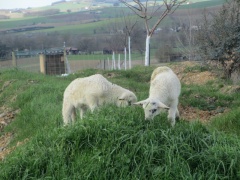 IMG_0034 - Copie IMG_0034 - Copie