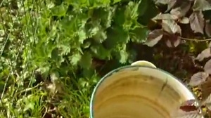 Comment faire du purin d'ortie ?