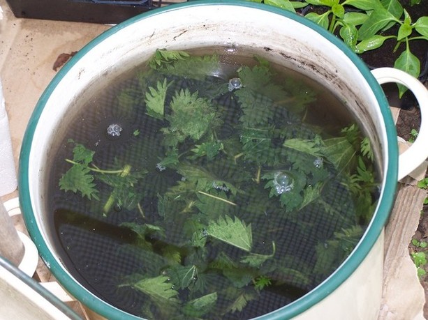 Comment faire du purin d'ortie ? Comment faire du purin d'ortie ?