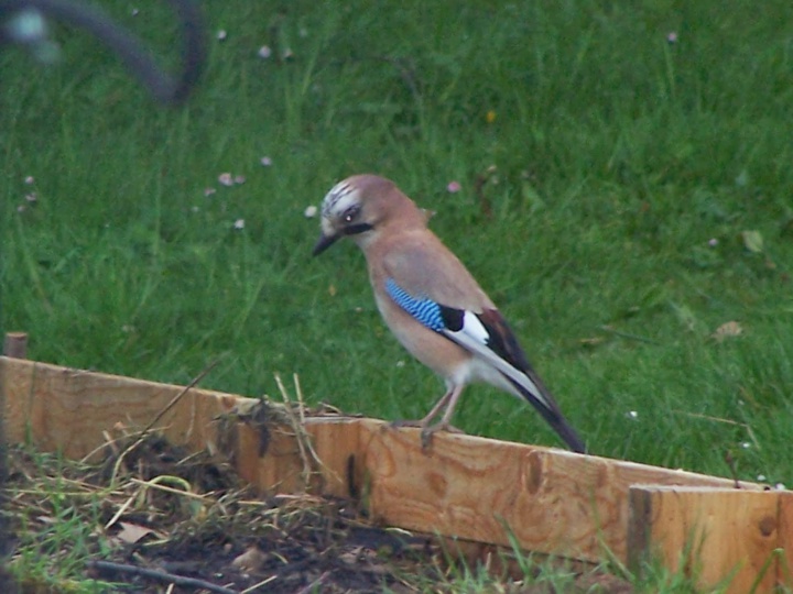 Geai de mon jardin Geai de mon jardin