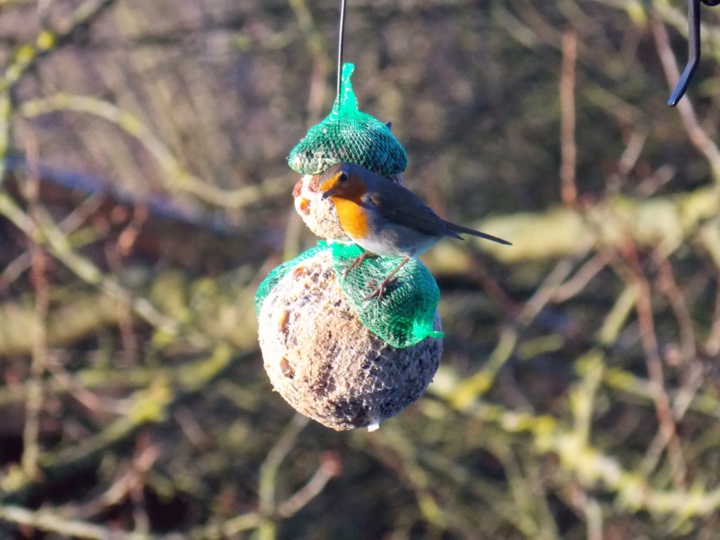 Rouge-gorge de mon jardin Rouge-gorge de mon jardin