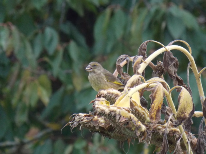 Verdier de mon jardin Verdier de mon jardin