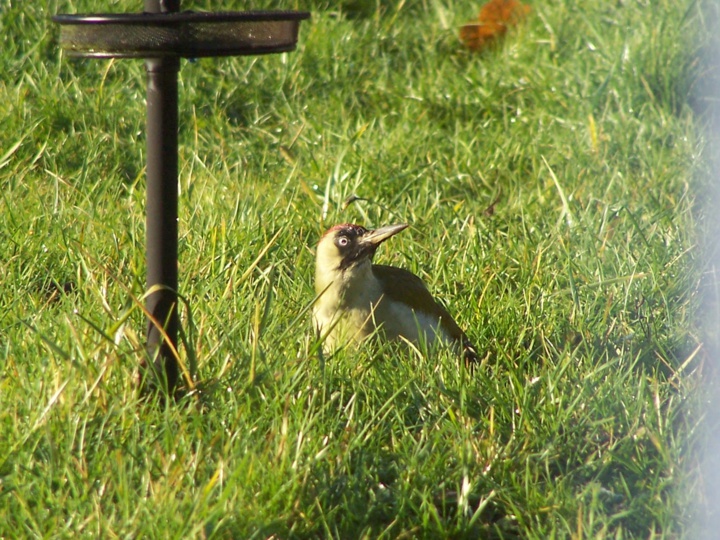 Pic-vert de mon jardin Pic-vert de mon jardin