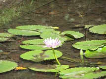 © Brunet Isabelle - Ile Maurice, Jardin de Pamplemousse