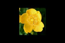 Le millepertuis, une alternative aux anti-dépresseurs ?