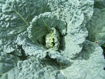 © 2010 - Brunet Isabelle