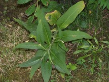 © 2010 - Brunet Isabelle