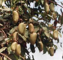 Photo - Afrique-trade.ci