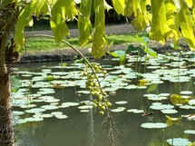 © Isabelle Brunet – Ile Maurice