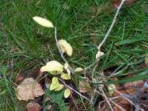 © 2010 - Brunet Isabelle